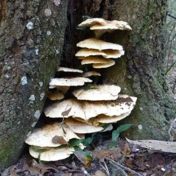 thumbnail for publication: Chicken of the Woods (Laetiporus sulphureus species complex)